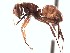  (Camponotus ACY3004 - BC10U10B3T4)  @13 [ ] CreativeCommons - Attribution (2015) David Donoso UTPL