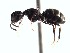  (Camponotus ACY2291 - BC20U30B4T2)  @13 [ ] CreativeCommons - Attribution (2015) David Donoso UTPL