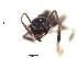  (Pheidole ACY2039 - BCYT244)  @12 [ ] CreativeCommons - Attribution (2015) David Donoso UTPL