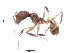  (Pheidole ACY3252 - BCYT312)  @13 [ ] CreativeCommons - Attribution (2015) David Donoso UTPL