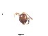  (Pheidole ACY2076 - BCYT414)  @12 [ ] CreativeCommons - Attribution (2015) David Donoso UTPL