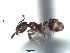  (Pheidole sp22 - BCYT513)  @12 [ ] CreativeCommons - Attribution (2015) David Donoso UTPL