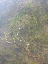  (Zostera marina - CCDB-23363-G11)  @11 [ ] CreativeCommons - Attribution Non-Commercial Share-Alike (2014) Unspecified Archipelago Marine Research Ltd.