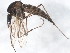  (Aedes nigripes - BIOUG01013-C09)  @14 [ ] CreativeCommons - Attribution (2011) CBG Photography Group Centre for Biodiversity Genomics
