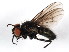  (Spilogona tornensis - BIOUG01014-A04)  @14 [ ] CreativeCommons - Attribution (2011) CBG Photography Group Centre for Biodiversity Genomics