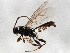 (Stenomacrus micropennis - BIOUG01913-C10)  @14 [ ] CreativeCommons - Attribution (2012) CBG Photography Group Centre for Biodiversity Genomics