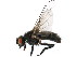  (Spilogona tendipes - BIOUG01914-A11)  @13 [ ] CreativeCommons - Attribution (2012) CBG Photography Group Centre for Biodiversity Genomics