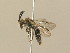  (Lasioglossum falsifica - BC ZSM HYM 14200)  @11 [ ] CreativeCommons - Attribution Non-Commercial Share-Alike (2016) Stefan Schmidt SNSB, Zoologische Staatssammlung Muenchen