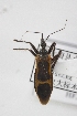  (Reduvius fasciatus fasciatus - FASC3)  @14 [ ] CreativeCommons - Attribution Non-Commercial Share-Alike (2012) Cai Wanzhi Entomological Museum of China Agricultural University