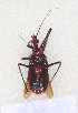  (Rhynocoris mendicus - HGR1)  @11 [ ] CreativeCommons - Attribution Non-Commercial Share-Alike (2012) Cai Wanzhi Entomological Museum of China Agricultural University