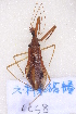  ( - LCS8)  @13 [ ] CreativeCommons - Attribution Non-Commercial Share-Alike (2012) Cai Wanzhi Entomological Museum of China Agricultural University