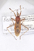  (Reduvius yaeyamanus - YAE1)  @11 [ ] CreativeCommons - Attribution Non-Commercial Share-Alike (2012) Cai Wanzhi Entomological Museum of China Agricultural University