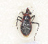  ( - YBR15)  @13 [ ] CreativeCommons - Attribution Non-Commercial Share-Alike (2012) Cai Wanzhi Entomological Museum of China Agricultural University