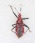  (Cydnocoris russatus - YH6)  @14 [ ] CreativeCommons - Attribution Non-Commercial Share-Alike (2012) Cai Wanzhi Entomological Museum of China Agricultural University