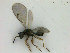  (Miscogaster - ZMBN_HymA16)  @13 [ ] CreativeCommons - Attribution Non-Commercial Share-Alike (2019) University of Bergen Natural History Collections