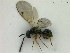  (Miscogaster - ZMBN_HymA17)  @13 [ ] CreativeCommons - Attribution Non-Commercial Share-Alike (2019) University of Bergen Natural History Collections