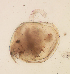  (Ephemeroporus hybridus - HE-537.1)  @12 [ ] Copyright (2012) Unspecified Unspecified