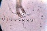  (Ceriodaphnia cf. cornuta - ZPPS17)  @11 [ ] Copyright (2015) PHCDBS PAUL HEBERT CENTRE FOR DNA BARCODING AND BIODIVERSITY STUDIES