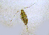  (Acartia californiensis - BIOUG01207-F05)  @14 [ ] Copyright (2013) Peter J. Bryant University of California, Irvine