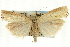  (Agriphila vulgivagellus - CNCLEP00089780)  @15 [ ] CreativeCommons - Attribution Non-Commercial Share-Alike (2011) Jean-Francois Landry, CNC and Zhaofu Yang, BIO Canadian National Collections