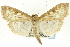  (Herpetogramma - CNCLEP00089828)  @16 [ ] CreativeCommons - Attribution Non-Commercial Share-Alike (2011) Jean-Francois Landry, CNC and Zhaofu Yang, BIO Canadian National Collections