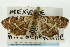  (Herpetogramma nr. salbialis - CNCLEP00089869)  @12 [ ] CreativeCommons - Attribution Non-Commercial Share-Alike (2011) Jean-Francois Landry, CNC and Zhaofu Yang, BIO Canadian National Collections
