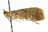  (Elophila gyralis serralinealis - CNCLEP00087671)  @11 [ ] CreativeCommons - Attribution (2011) CNC/CBG Photography Group Centre for Biodiversity Genomics