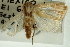  (Diatraea grandiosella CS - CNCLEP00088344)  @12 [ ] CreativeCommons - Attribution Non-Commercial Share-Alike (2011) Jean-Francois Landry, CNC and Zhaofu Yang, BIO Canadian National Collections