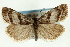  (Catoptria trichostomus - CNCLEP00088399)  @14 [ ] CreativeCommons - Attribution Non-Commercial Share-Alike (2011) Jean-Francois Landry, CNC and Zhaofu Yang, BIO Canadian National Collections