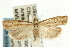  (Fissicrambus haytiellus - CNCLEP00088465)  @15 [ ] CreativeCommons - Attribution Non-Commercial Share-Alike (2011) Jean-Francois Landry, CNC and Zhaofu Yang, BIO Canadian National Collections