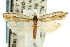  (Raphiptera argillaceellus - CNCLEP00088565)  @14 [ ] CreativeCommons - Attribution Non-Commercial Share-Alike (2011) Jean-Francois Landry, CNC and Zhaofu Yang, BIO Canadian National Collections