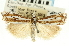  (Crambus alienellus dissectus - CNCLEP00088626)  @11 [ ] CreativeCommons - Attribution Non-Commercial Share-Alike (2011) Jean-Francois Landry, CNC and Zhaofu Yang, BIO Canadian National Collections