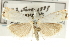  (Crambus albellus - CNCLEP00088688)  @16 [ ] CreativeCommons - Attribution Non-Commercial Share-Alike (2011) Jean-Francois Landry, CNC and Zhaofu Yang, BIO Canadian National Collections