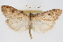  (Udea itysalis wasatchensis - CNCLEP00074649)  @15 [ ] CreativeCommons - Attribution Non-Commercial Share-Alike (2010) Jean-Francois Landry, CNC and Zhaofu Yang, BIO Canadian National Collections