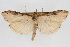  (Udea itysalis marinensis - CNCLEP00074650)  @11 [ ] CreativeCommons - Attribution Non-Commercial Share-Alike (2010) Jean-Francois Landry, CNC and Zhaofu Yang, BIO Canadian National Collections