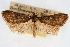  (Loxostegopsis sp. 2ZY - CNCLEP00074721)  @15 [ ] CreativeCommons - Attribution Non-Commercial Share-Alike (2010) Jean-Francois Landry, CNC and Zhaofu Yang, BIO Canadian National Collections