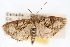  (Palpita magniferalis CS - CNCLEP00074971)  @11 [ ] CreativeCommons - Attribution Non-Commercial Share-Alike (2010) Jean-Francois Landry, CNC and Zhaofu Yang, BIO Canadian National Collections
