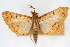  (Polygrammodes flavidalis oxydalis - CNCLEP00074979)  @15 [ ] CreativeCommons - Attribution Non-Commercial Share-Alike (2010) Jean-Francois Landry, CNC and Zhaofu Yang, BIO Canadian National Collections