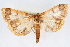  (Polygrammodes langdonalis - CNCLEP00074981)  @15 [ ] CreativeCommons - Attribution Non-Commercial Share-Alike (2010) Jean-Francois Landry, CNC and Zhaofu Yang, BIO Canadian National Collections