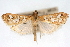  (Diastictis fracturalis - CNCLEP00075030)  @14 [ ] CreativeCommons - Attribution Non-Commercial Share-Alike (2010) Jean-Francois Landry, CNC and Zhaofu Yang, BIO Canadian National Collections