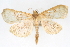  (Herpetogramma thestealis - CNCLEP00075081)  @14 [ ] CreativeCommons - Attribution Non-Commercial Share-Alike (2010) Jean-Francois Landry, CNC and Zhaofu Yang, BIO Canadian National Collections